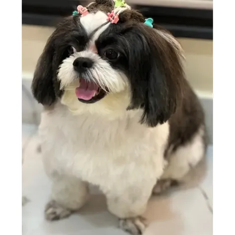Shih Tzu after grooming